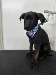 Found/Stray Male Dog last seen Cabazon Ct and Cabazon St in Victorville, Victorville, CA 92395
