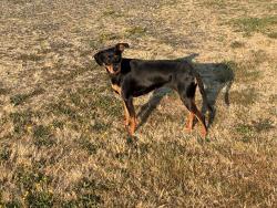 Found/Stray Female Dog last seen Mollalla OR, Molalla, OR 97038