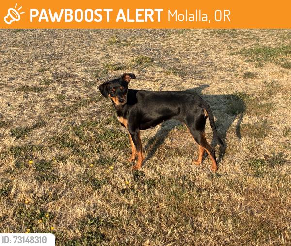 Found/Stray Female Dog last seen Mollalla OR, Molalla, OR 97038