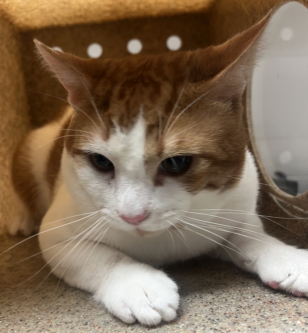 Shelter Stray Male Cat last seen Near MacKinac Island Lane, RALEIGH, NC, 27610, 820 Beacon Lake Dr, Raleigh, NC 27610, USA