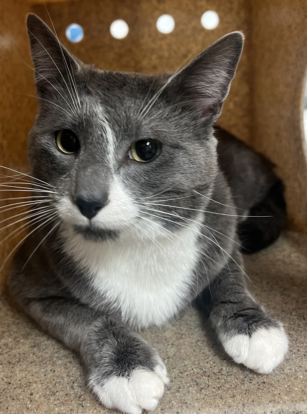 Shelter Stray Male Cat last seen Near MacKinac Island Lane, RALEIGH, NC, 27610, 820 Beacon Lake Dr, Raleigh, NC 27610, USA