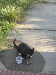 Found/Stray Unknown Cat last seen Scaleybark, Charlotte, NC 28209