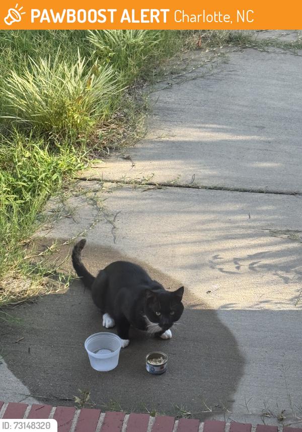 Found/Stray Unknown Cat last seen Scaleybark, Charlotte, NC 28209