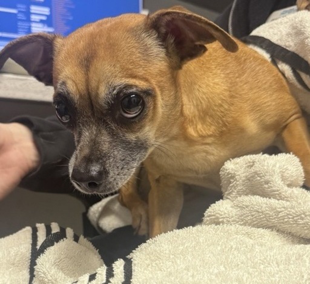 Shelter Stray Female Dog last seen Near Elmwood Drive, Encinitas, CA, 92024, Escondido, CA 92027, USA
