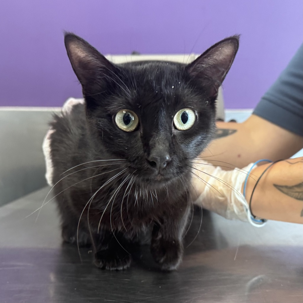 Shelter Stray Female Cat last seen Near S Navajo Street, SALT LAKE CITY, UT, 84104, 511 W 3900 S, Salt Lake City, UT 84123, USA
