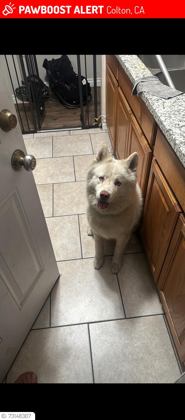 Lost Male Dog last seen Near n ohio ave and mill st, Colton, CA 92324