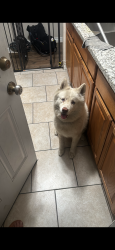 Lost Male Dog last seen Near n ohio ave and mill st, Colton, CA 92324
