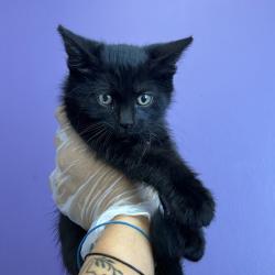 Shelter Stray Female Cat last seen Near S Navajo Street, SALT LAKE CITY, UT, 84104, 511 W 3900 S, Salt Lake City, UT 84123, USA