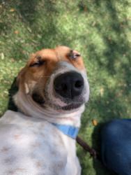 Shelter Stray Female Dog last seen Near Liberty Place, Escondido, CA, 92025, Escondido, CA 92027, USA