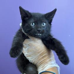 Shelter Stray Male Cat last seen Near S Navajo Street, SALT LAKE CITY, UT, 84104, 511 W 3900 S, Salt Lake City, UT 84123, USA