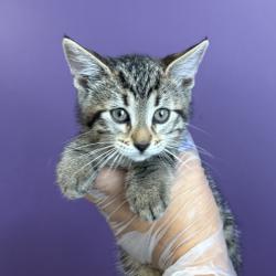 Shelter Stray Male Cat last seen Near S Navajo Street, SALT LAKE CITY, UT, 84104, 511 W 3900 S, Salt Lake City, UT 84123, USA