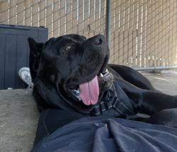 Shelter Stray Female Dog last seen Bullock Drive, San Diego, CA, 92114, 5500 Gaines St, San Diego, CA 92110, USA