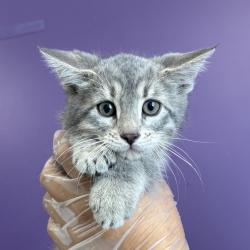 Shelter Stray Male Cat last seen Near S Navajo Street, SALT LAKE CITY, UT, 84104, 511 W 3900 S, Salt Lake City, UT 84123, USA