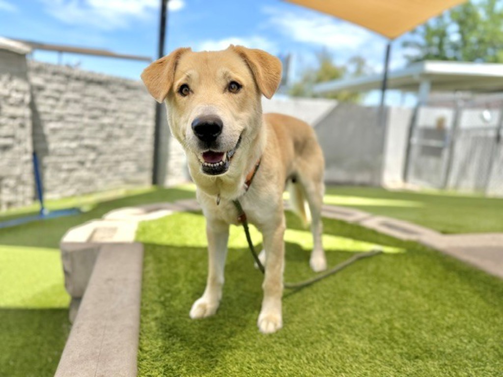 Shelter Stray Male Dog last seen S E, SALT LAKE CITY, UT, 84101, 511 W 3900 S, Salt Lake City, UT 84123, USA