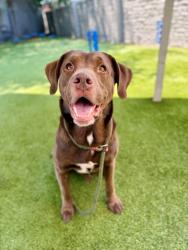 Shelter Stray Male Dog last seen Near E Sugarmont Drive, SALT LAKE CITY, UT, 84106, 511 W 3900 S, Salt Lake City, UT 84123, USA