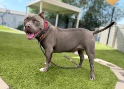 Shelter Stray Male Dog last seen UT, 511 W 3900 S, Salt Lake City, UT 84123, USA