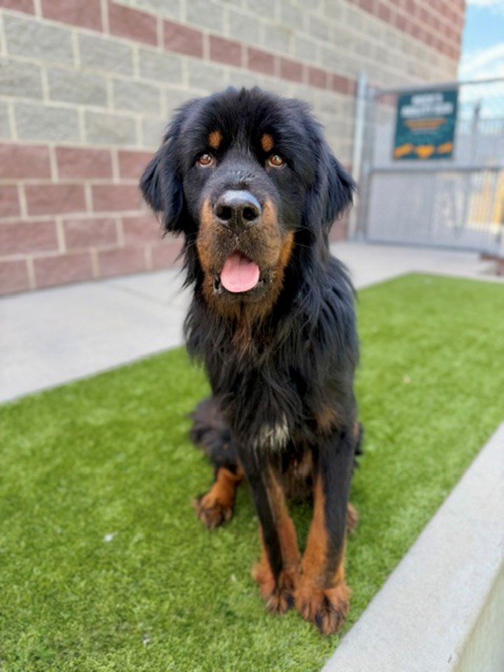 Shelter Stray Male Dog last seen Near S Colorow Road, SALT LAKE CITY, UT, 84104, 511 W 3900 S, Salt Lake City, UT 84123, USA