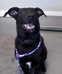 Shelter Stray Male Dog last seen Near E 2100 S, SALT LAKE CITY, UT, 84106, 511 W 3900 S, Salt Lake City, UT 84123, USA