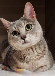 Shelter Stray Female Cat last seen Near N 6th Street, CHENEY, WA, 99004, 6815 E Trent Ave, Spokane, WA 99212, USA