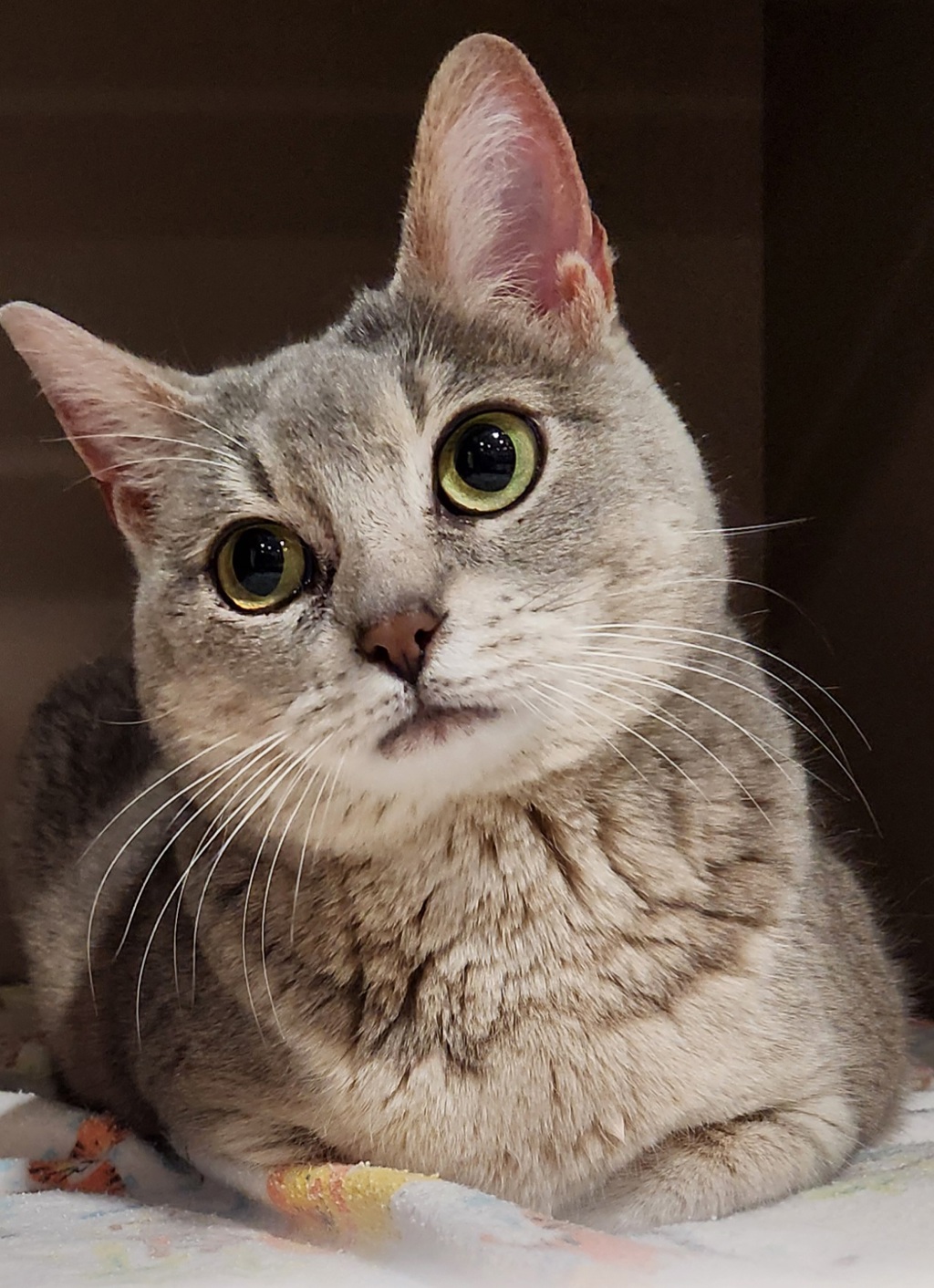 Shelter Stray Female Cat last seen Near N 6th Street, CHENEY, WA, 99004, 6815 E Trent Ave, Spokane, WA 99212, USA