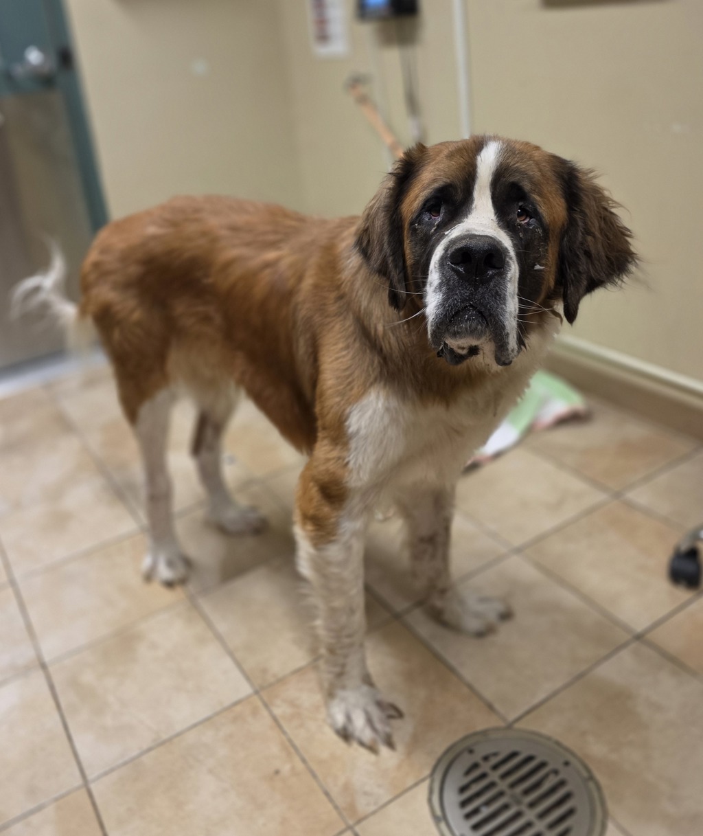 Shelter Stray Male Dog last seen Near blk se 84th, OR, 1700 W Historic Columbia River Hwy, Troutdale, OR 97060, USA
