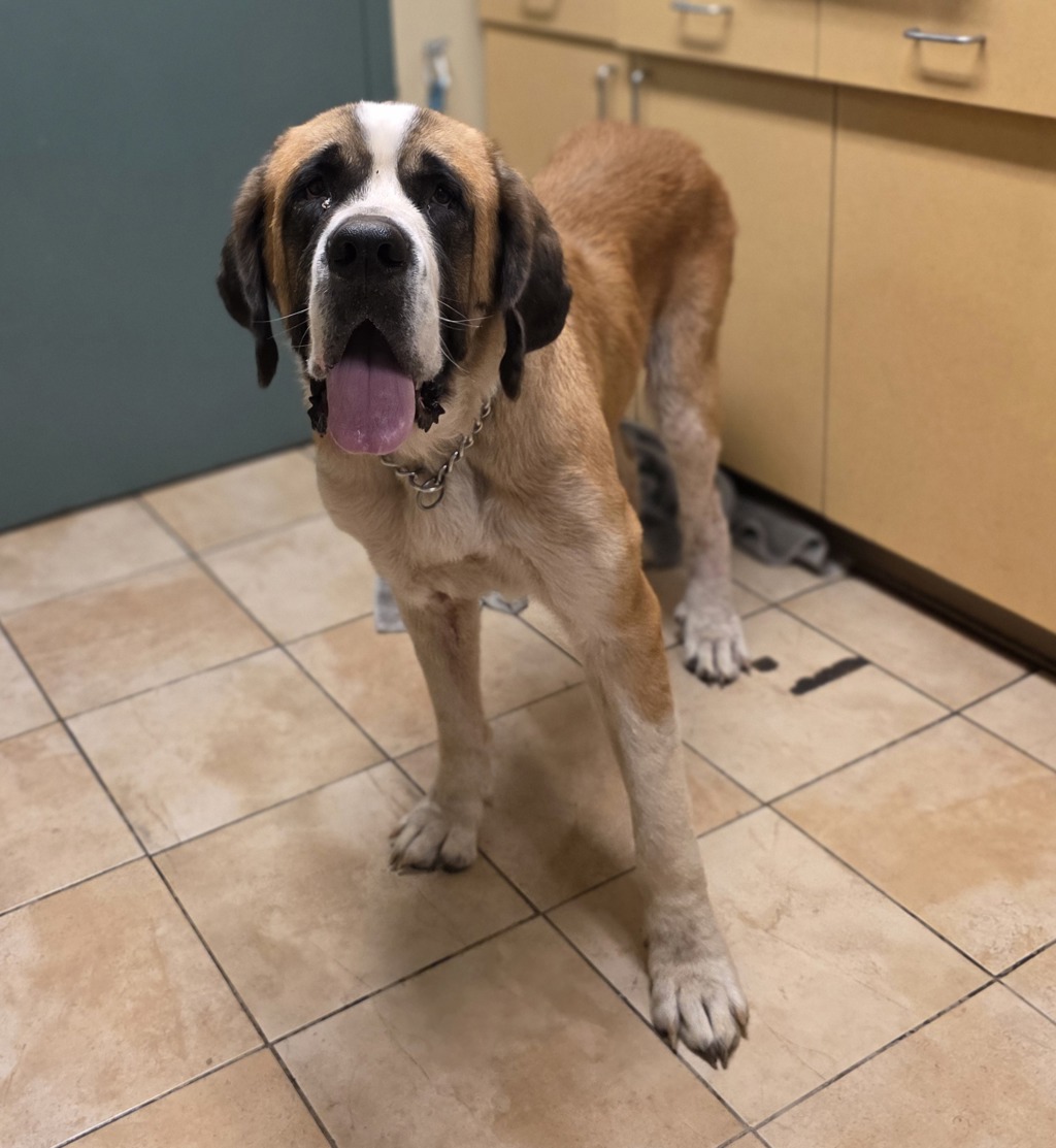 Shelter Stray Female Dog last seen Near blk se 84th, OR, 1700 W Historic Columbia River Hwy, Troutdale, OR 97060, USA