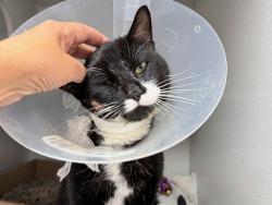 Shelter Stray Male Cat last seen Near Laconia Avenue, BRONX, NY, 10466, 326 E 110th St, New York, NY 10029, USA