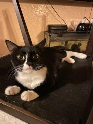 Lost Male Cat last seen the intersections of Supple Rd, Normandy, Castlegate, and Pasadena. Between Washington St, Blue Hill Ave, and Columbia Rd, Boston, MA 02121