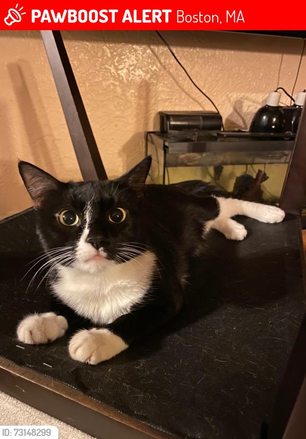 Lost Male Cat last seen the intersections of Supple Rd, Normandy, Castlegate, and Pasadena. Between Washington St, Blue Hill Ave, and Columbia Rd, Boston, MA 02121