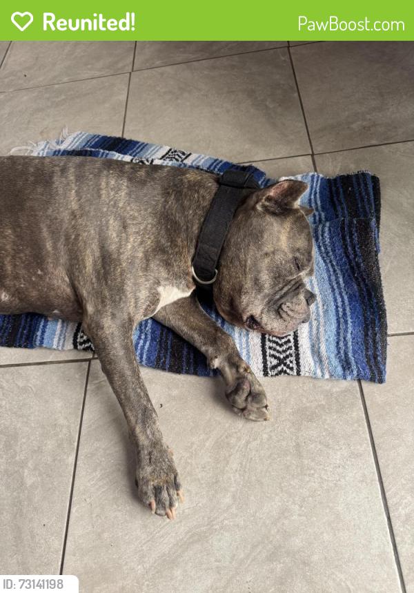 Reunited Male Dog last seen Via Tapia, spring valley, La Presa, CA 91977
