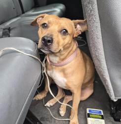 Shelter Stray Female Dog last seen Near Street, NEW YORK, NY, 10019, 326 E 110th St, New York, NY 10029, USA