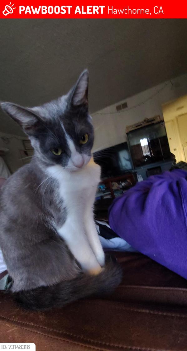 Lost Female Cat last seen Near st, Hawthorne, CA 90250