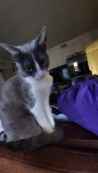 Lost Female Cat last seen Near st, Hawthorne, CA 90250