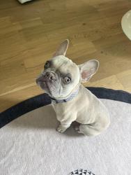 Reunited Male Dog last seen Cahoon, Westlake, OH 44145