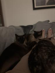 Reunited Male Cat last seen Bolsa chica and Warner, Huntington Beach, CA 92649