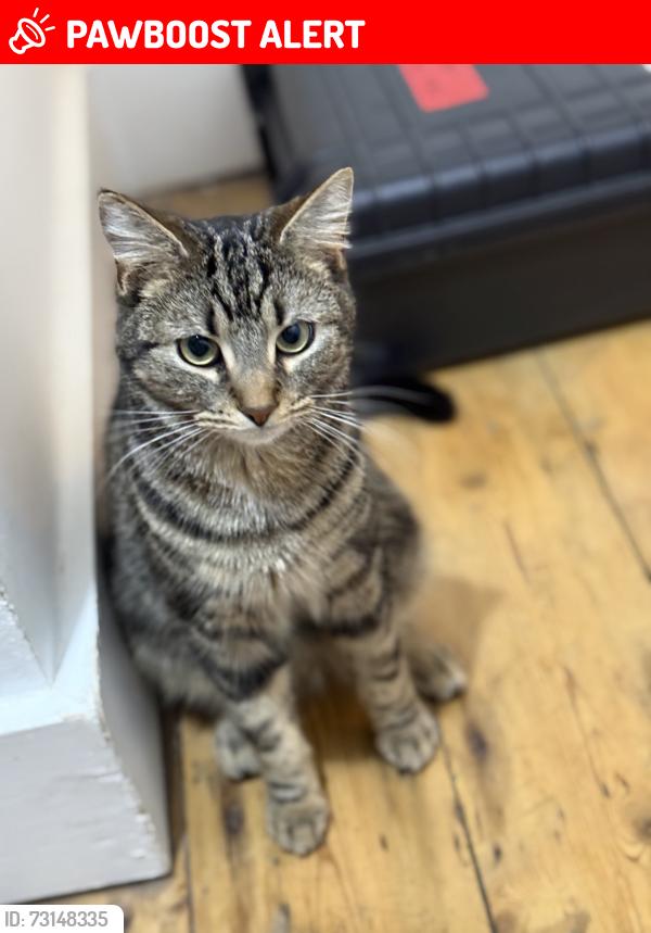 Lost Male Cat last seen Sach Road in Upper Clapton, nearish to the high street., Greater London, England E5 9LJ