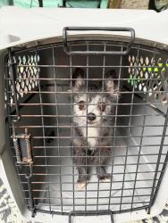 Found/Stray Male Dog last seen CR 129 1316, Tyler, TX 75703