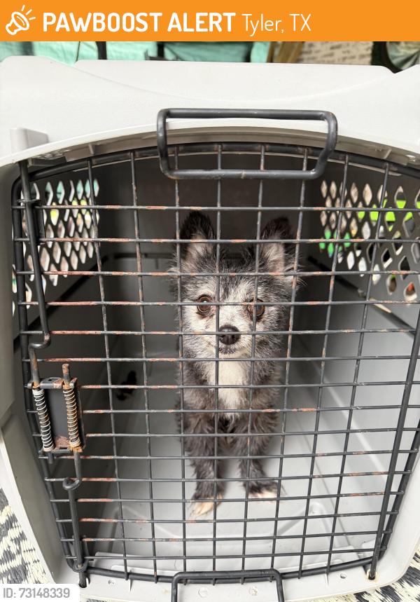 Found/Stray Male Dog last seen CR 129 1316, Tyler, TX 75703