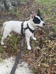 Found/Stray Female Dog last seen Woodbridge Northridge Blvd, Town 'n' Country, FL 33615