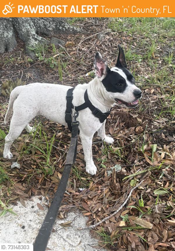 Found/Stray Female Dog last seen Woodbridge Northridge Blvd, Town 'n' Country, FL 33615