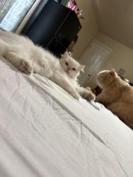 Reunited Female Cat last seen Near sw 15 pl or around sunset harbor dental, Cape Coral, FL 33914