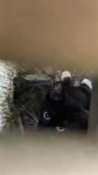 Found/Stray Unknown Cat last seen Marion and Decatur, Pittsburgh, PA 15221