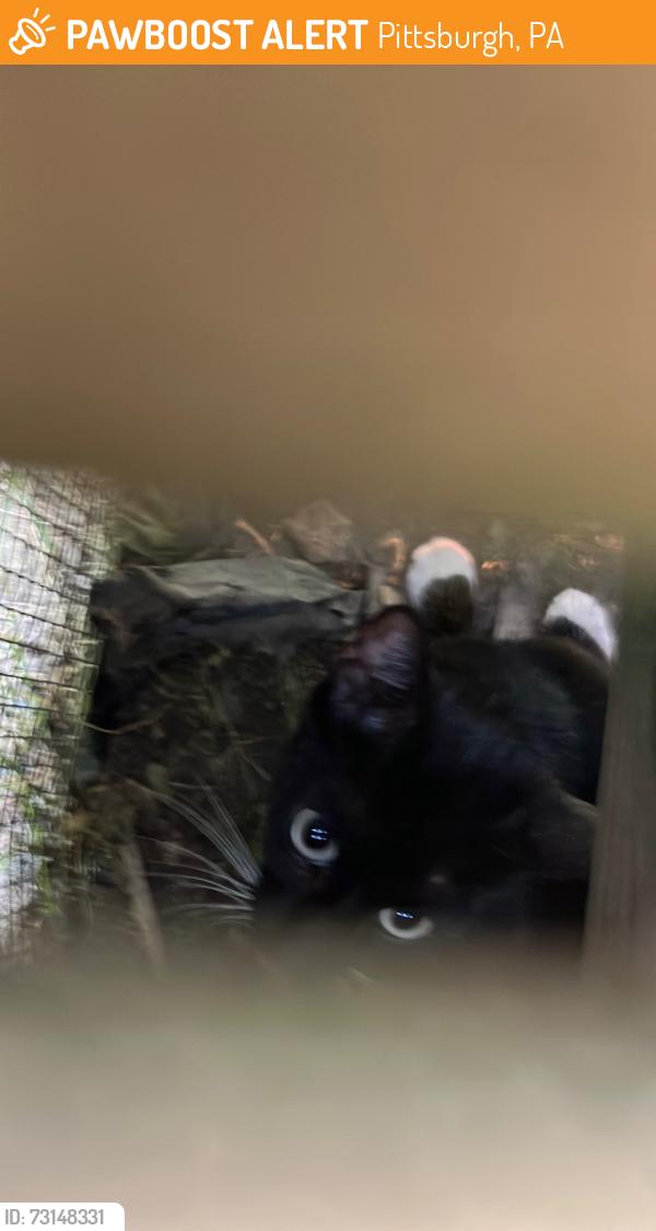 Found/Stray Unknown Cat last seen Marion and Decatur, Pittsburgh, PA 15221