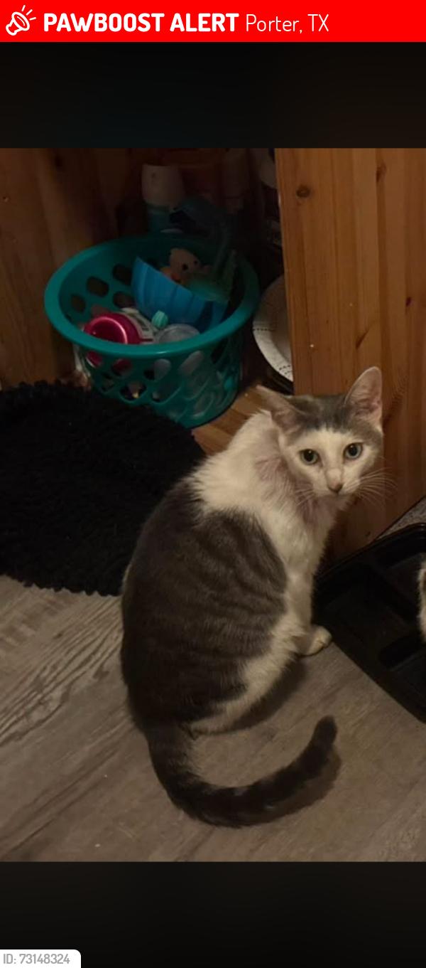 Lost Female Cat last seen E Wallis Dr and E Hammond Dr, Porter, TX 77365