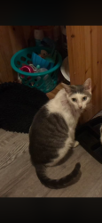 Lost Female Cat last seen E Wallis Dr and E Hammond Dr, Porter, TX 77365