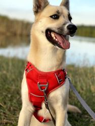 Reunited Female Dog last seen Harwin and S Greenpark Dr, next to Alief Clodine Rd, Houston, TX 77072
