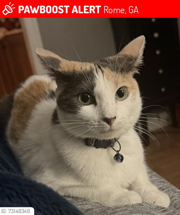 Lost Female Cat last seen Near Horseleg creek, Rome, GA 30165