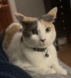 Lost Female Cat last seen Near Horseleg creek, Rome, GA 30165