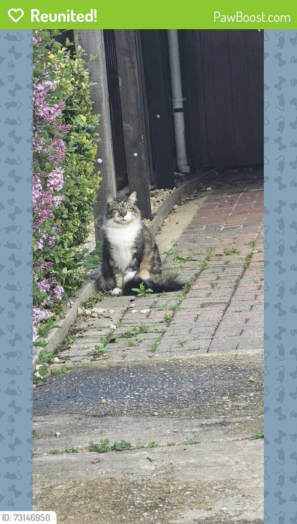Reunited Male Cat last seen At hungate street, Aylsham, England NR11 6JY