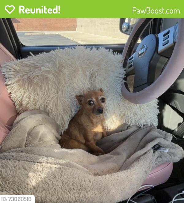Reunited Female Dog last seen NW 12th St, NW 13th St, N Classen Blvd (east), and N Western Ave, Oklahoma City, OK 73106